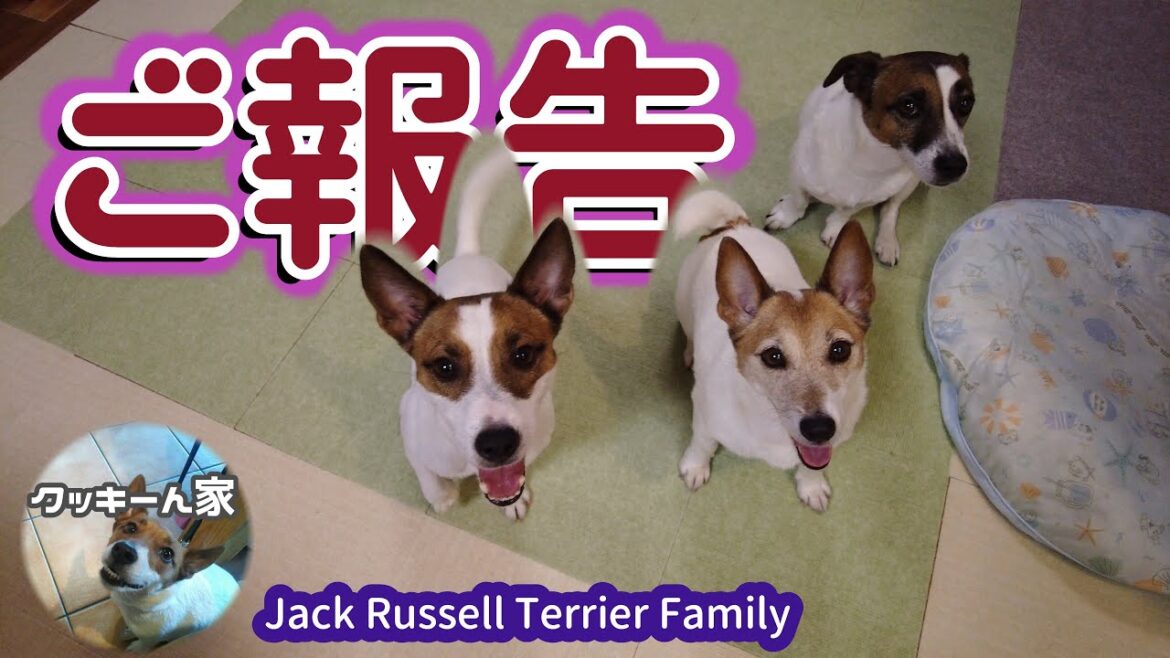 【ご報告】ご報告があります。【ジャックラッセルテリア】【多頭飼い】