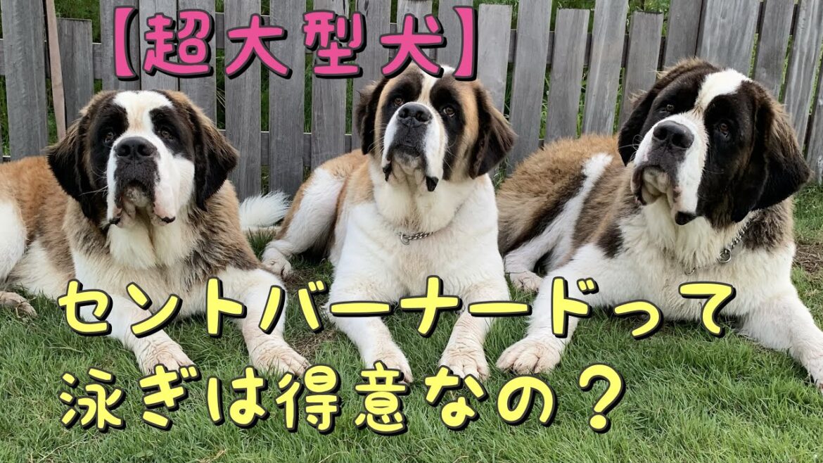 【セントバーナード】日本最大のドッグプールRAMBER DOG FIELD