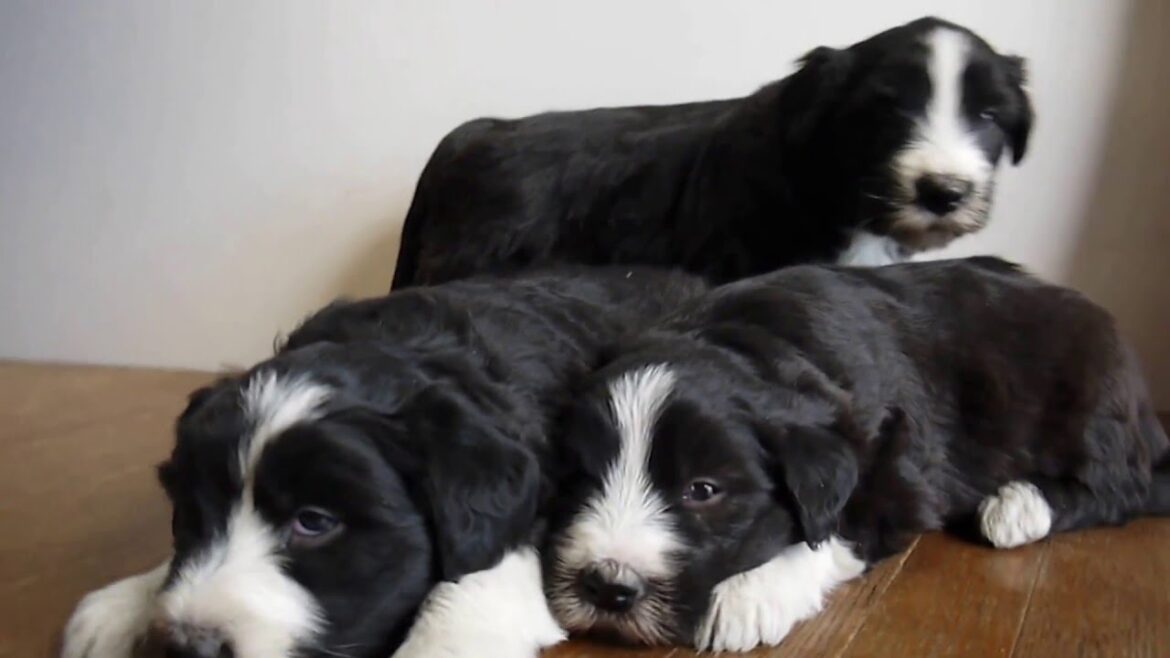 ビアデッドコリーの子犬達東京ブリーダーPADOG関東で販売