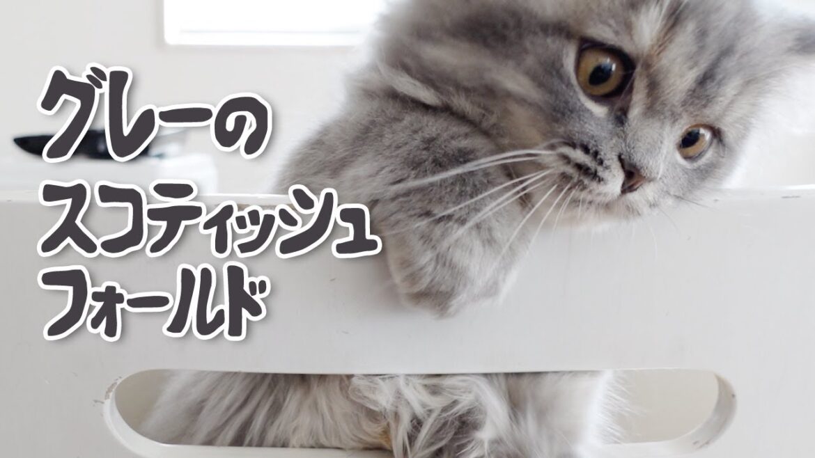 【スコティッシュフォールド】グレー長毛をお探しの方へ【ブルータビーの子猫】
