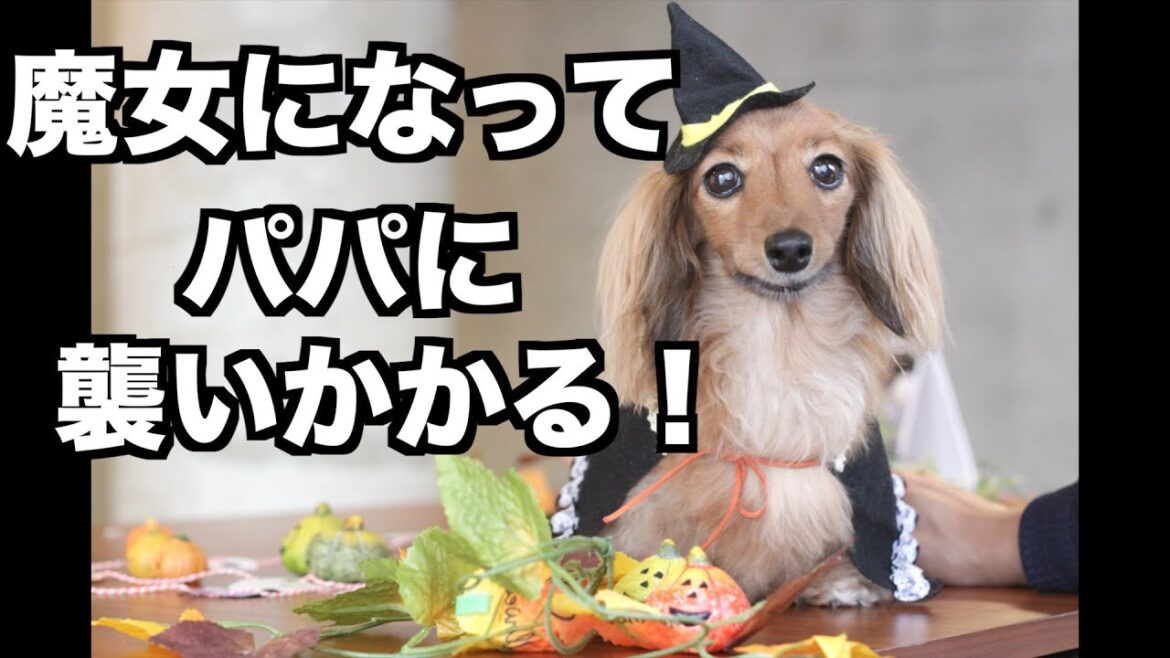 【猛攻！】愛犬とママでこっそりパパを襲撃！【カニンヘンダックスえびすの日常】