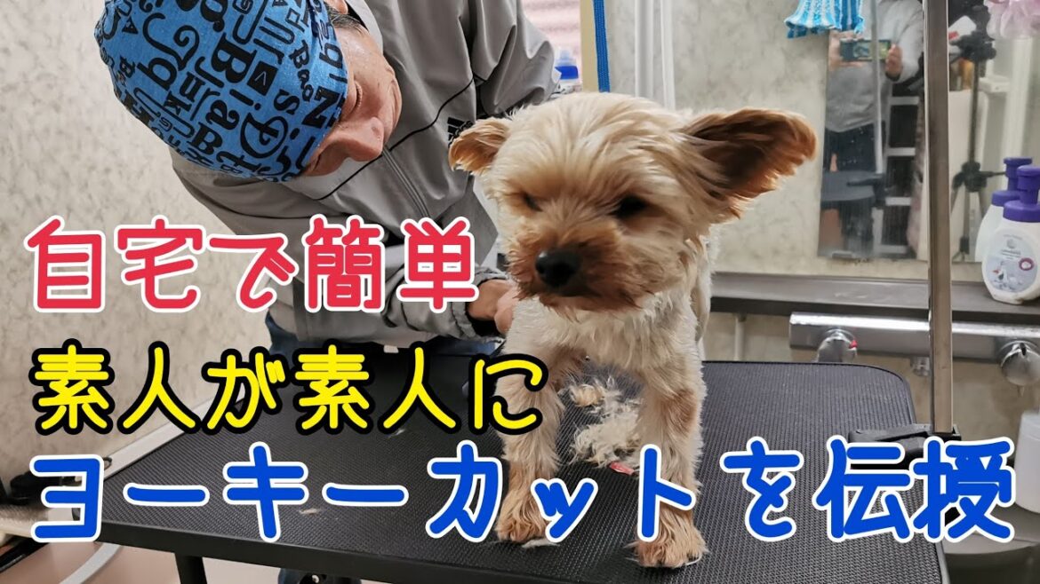 素人が素人に自宅で簡単ヨーキーカットを伝授💇💈✂