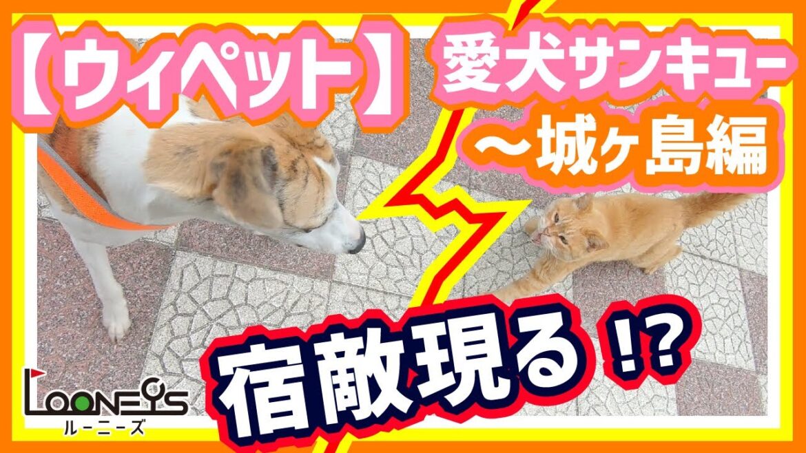 【ウィペット】サンキュー散歩～城ヶ島編 宿敵猫ちゃん現る！？
