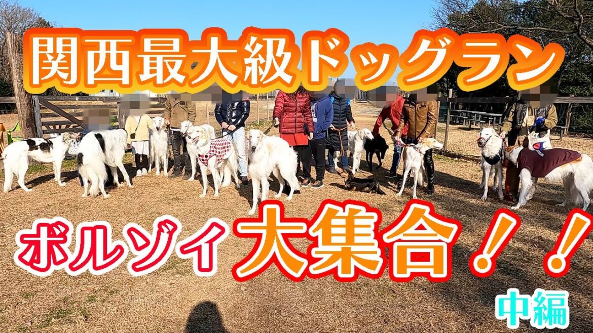 関西最大級のドッグランにボルゾイ大集合【可愛い犬】中編