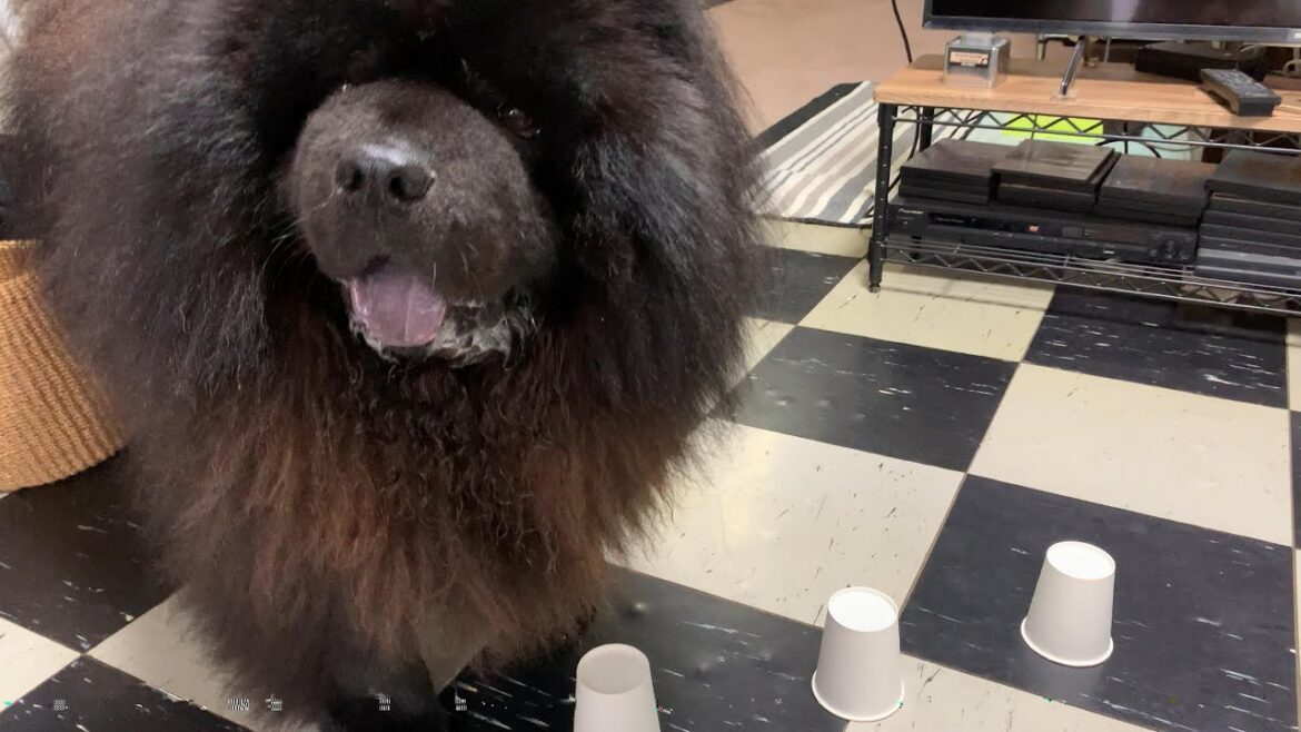 知能テスト、どのコップ？【一人暮らし犬と暮らす】チャウチャウ CHOW CHOW