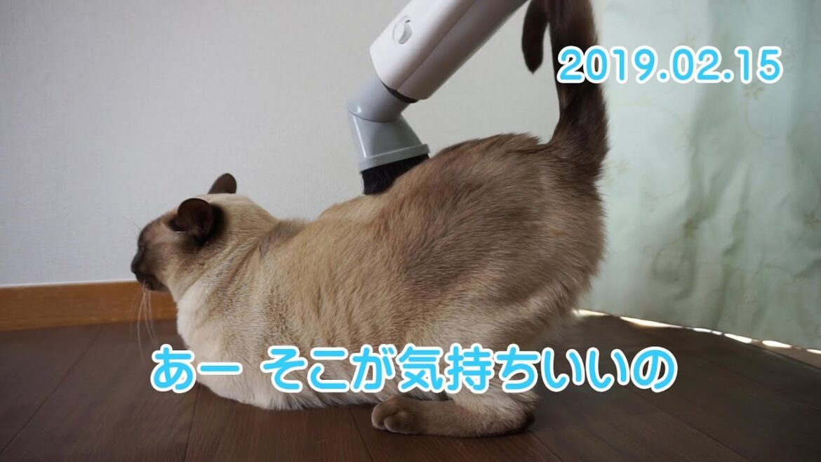 【猫】あー そこが気持ちいいの【トンキニーズ】