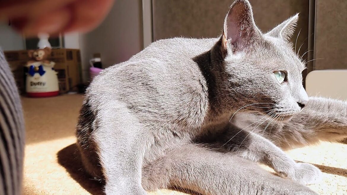 【猫動画】日光浴して激熱になるロシアンブルー【russianbule】Russian blue that gets hot after sunbathing