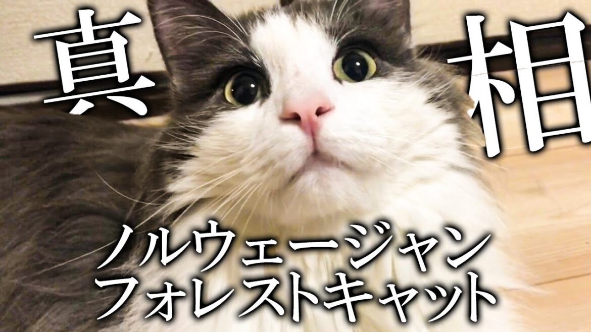 ノルウェージャンフォレストキャットってどんな猫？【ノルウェージャンフォレストキャット】