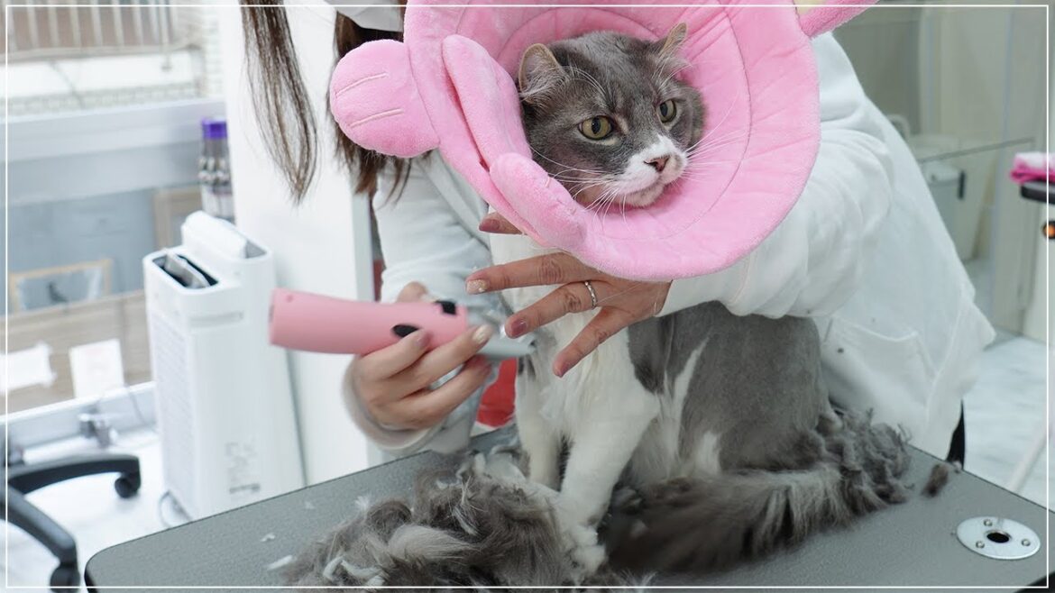 【おからちゃん】ゆかいな飼い主さんと一緒に片道2時間もかけて通ってくれる猫ちゃん【アメリカンカール】