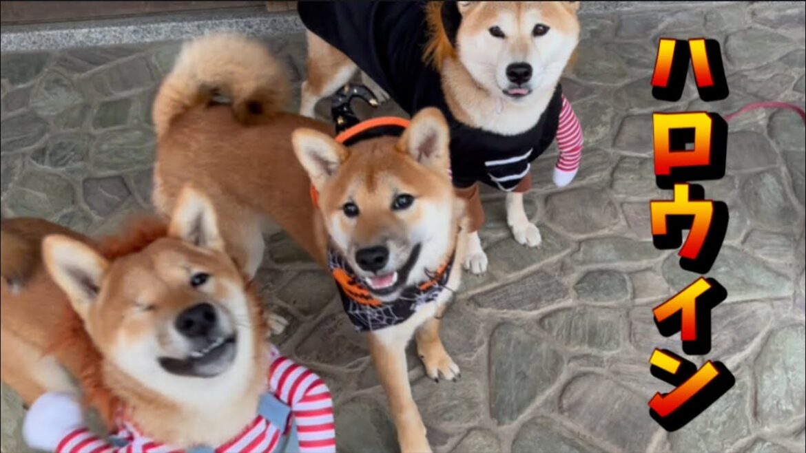 柴犬ファミリーのまったく怖くない逆襲‼️ハロウィン🎃