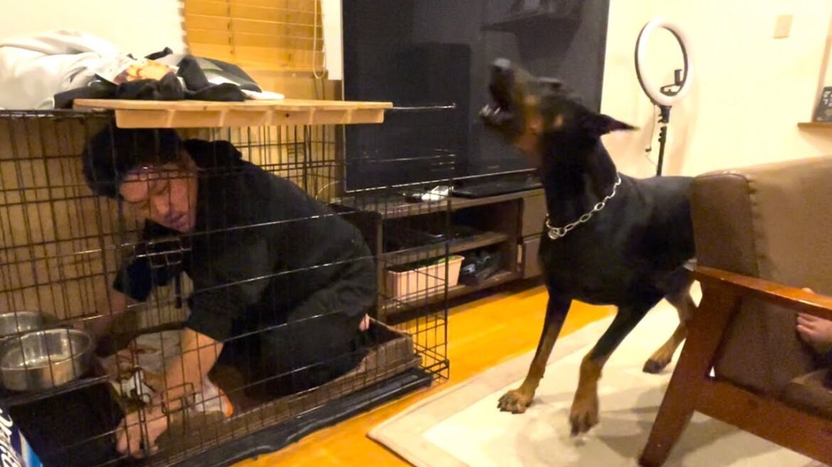 寝床を取られて威嚇するドーベルマン 寝床を取られて威嚇するドーベルマン