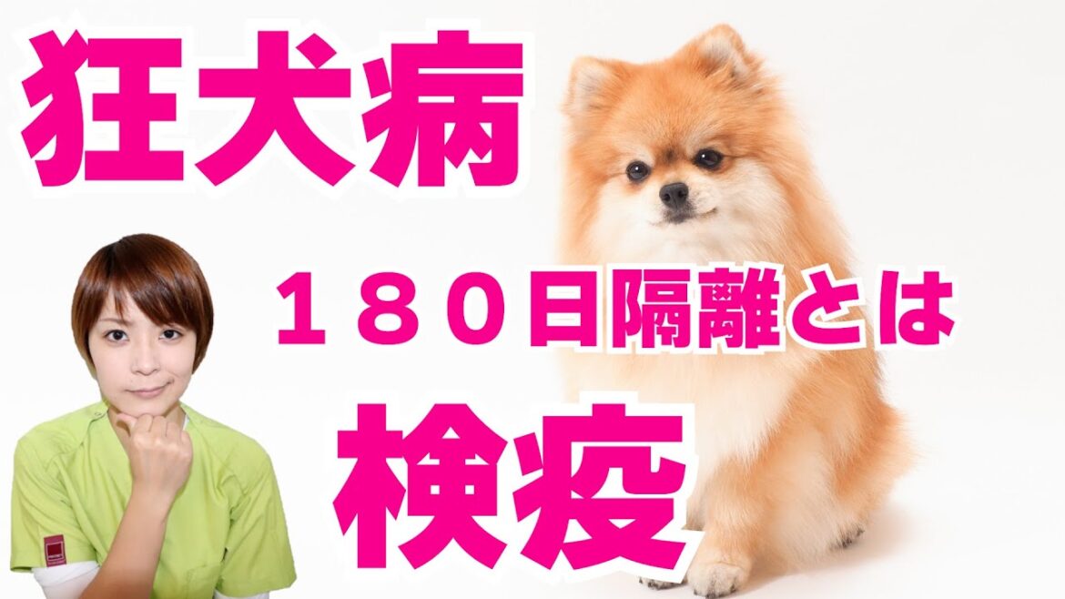 【獣医師が解説】狂犬病が日本にくる?!犬猫の検疫180日待機とは? 【獣医師が解説】狂犬病が日本にくる?!犬猫の検疫180日待機とは?