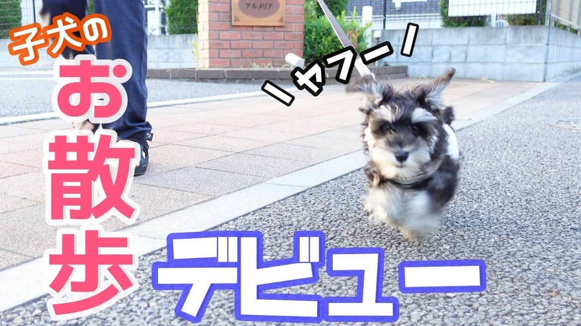 【子犬との暮らし】やはりこの子はシュナウザー！笑　生後3ヶ月の子犬の散歩デビュー♪【ミニチュアシュナウザー】