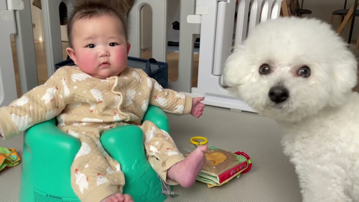 赤ちゃんと会話をする犬。ビションフリーゼ