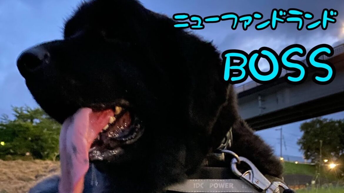 [ニューファンドランド]＆[グレートデーン]お出かけお散歩💕 [大型犬][超大型犬]