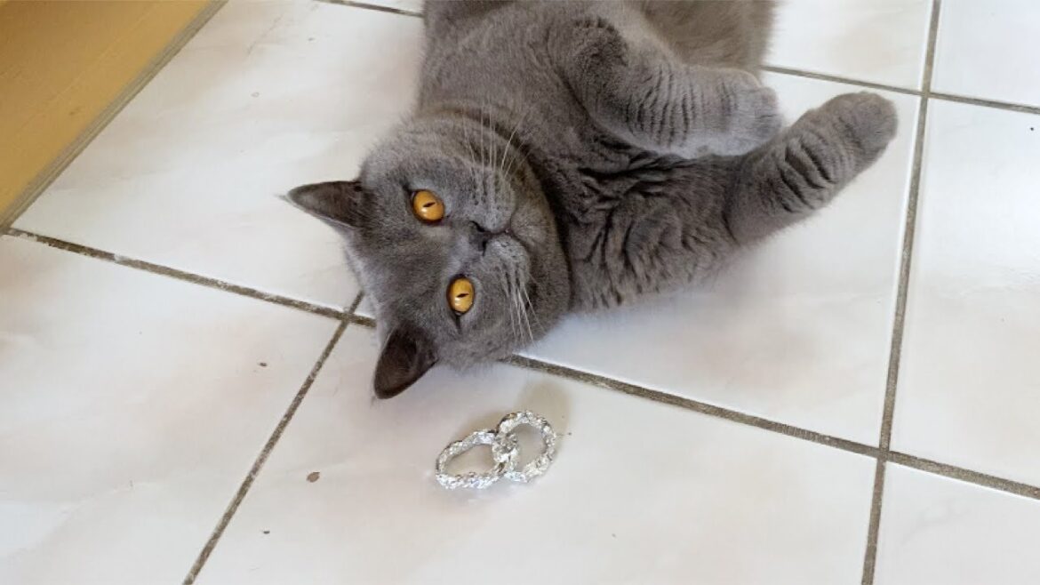 【Brilog 063】猫はアルミホイルが大好き⁈ /ブリティッシュショートヘア