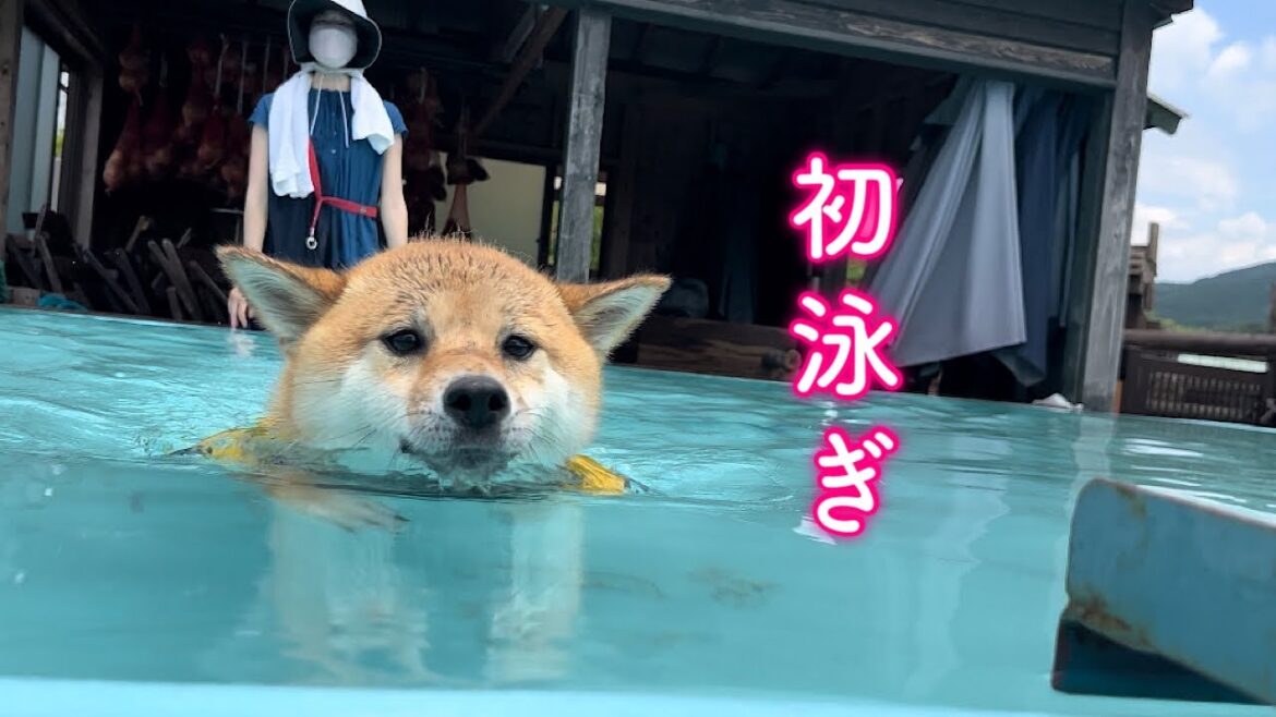 初めてのプールで水が苦手なはずの柴犬が泳ぎが上手すぎて凄かった! 初めてのプールで水が苦手なはずの柴犬が泳ぎが上手すぎて凄かった!