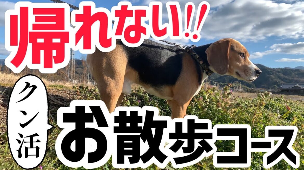 『クン活』長すぎ！ビーグル犬との終わらない散歩...