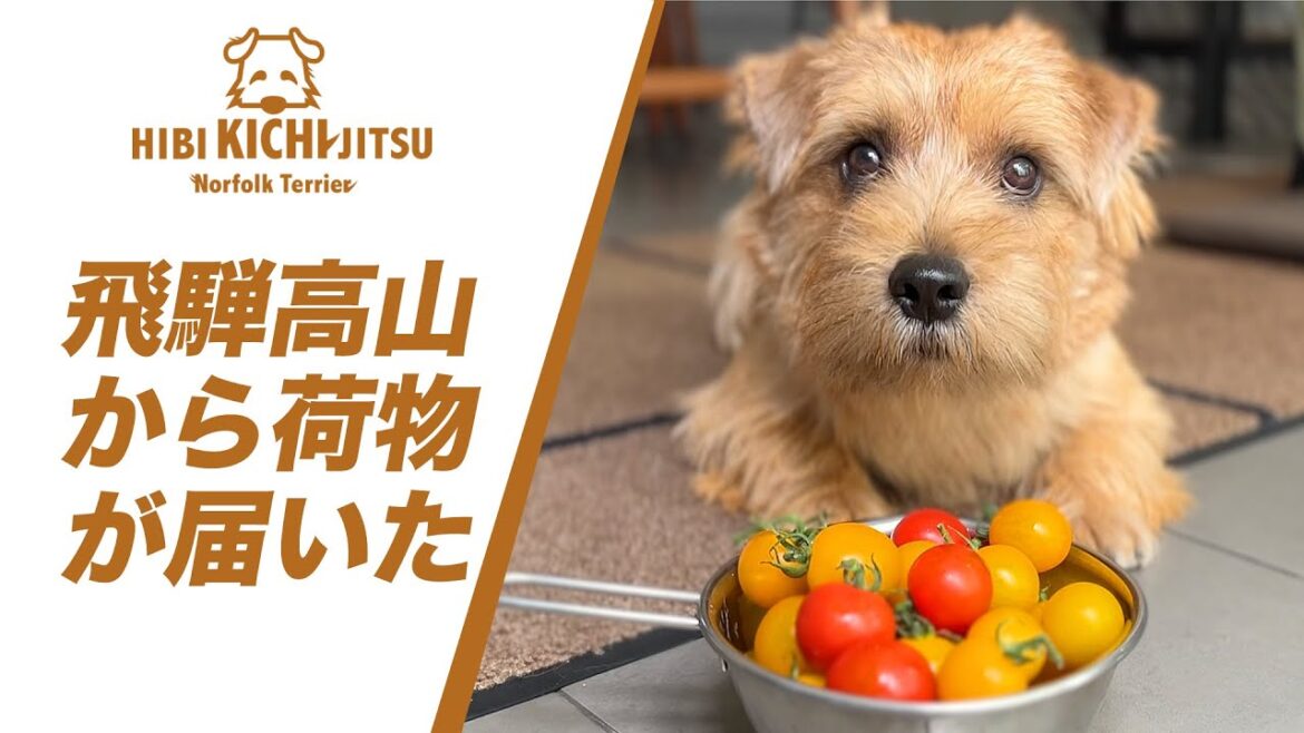 飛騨高山から荷物が届いた件 【ノーフォークテリア トイプードル norfolkterrier  犬 dog  】
