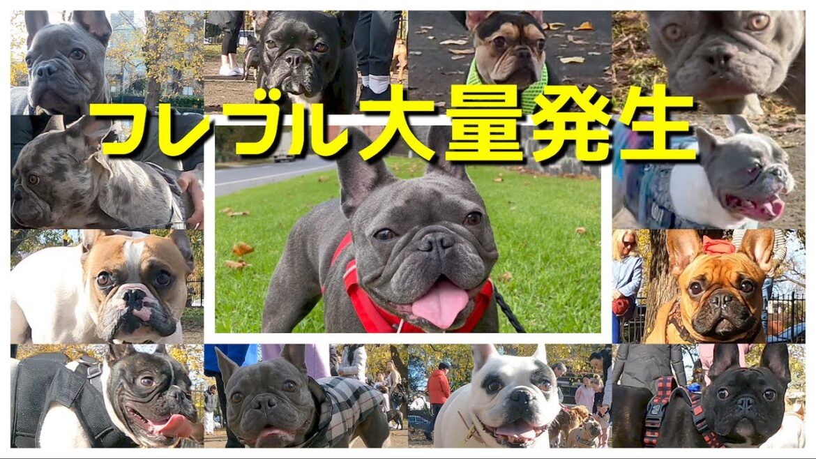 フレンチブルドッグの嵐！見てるだけで楽しい！