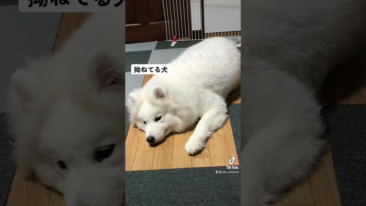 拗ねてる犬を一瞬で元気にする魔法の言葉 #shorts