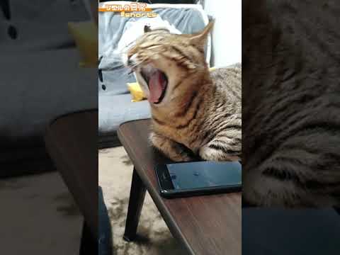 無限あくび /キンカロー マンチカン×アメリカンカール #Shorts 無限あくび /キンカロー マンチカン×アメリカンカール #Shorts