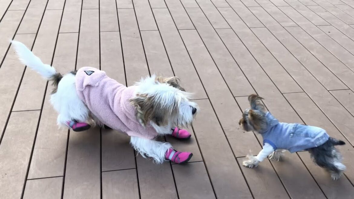 小さいわんわんとなら遊べるプチバセの子犬 小さいわんわんとなら遊べるプチバセの子犬