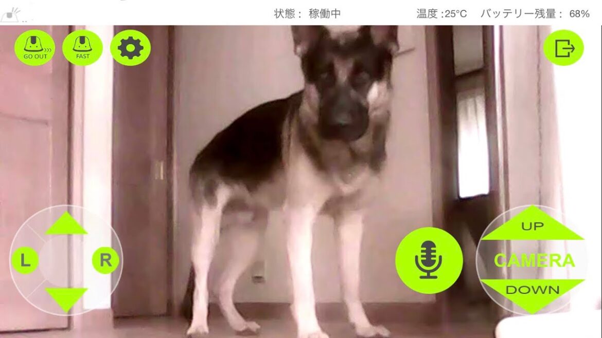 慎重（シェパード＆ビアデッドコリーmix）