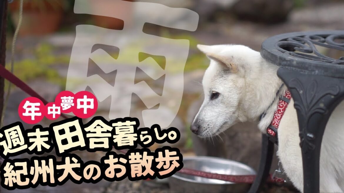 【紀州犬】犬から見た日常。田舎暮らしの雨の憂鬱。日本犬/紀州犬/japanese dog