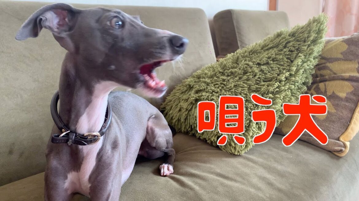 歌う犬【イタリアングレーハウンド】 歌う犬【イタリアングレーハウンド】