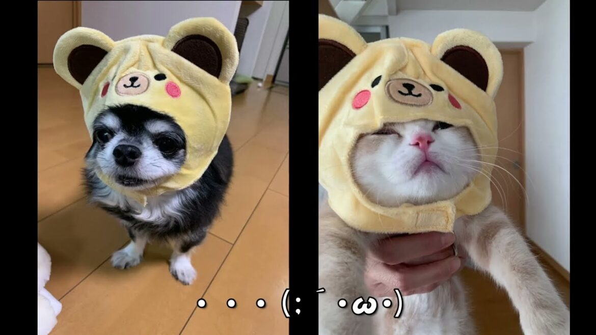 飼い主に失望する2匹 スコティッシュフォールド ロングコートチワワブラックタン 飼い主に失望する2匹 スコティッシュフォールド ロングコートチワワブラックタン