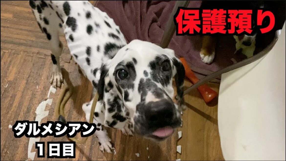 保護預りダルメシアン初めての家へ【1日目】