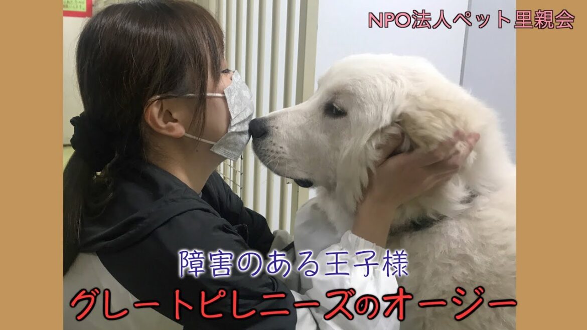 【障害のある王子様】グレートピレニーズのオージー 【障害のある王子様】グレートピレニーズのオージー