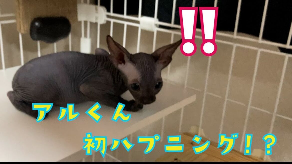 お家にきて初めてのハプニング!?【スフィンクス子猫】 お家にきて初めてのハプニング!?【スフィンクス子猫】