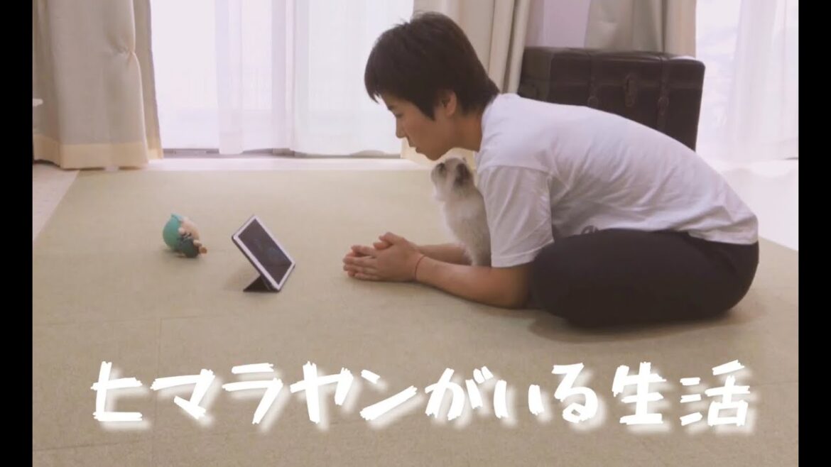 【観察】ヒマラヤンってなんでこんなに可愛いの? 【観察】ヒマラヤンってなんでこんなに可愛いの?