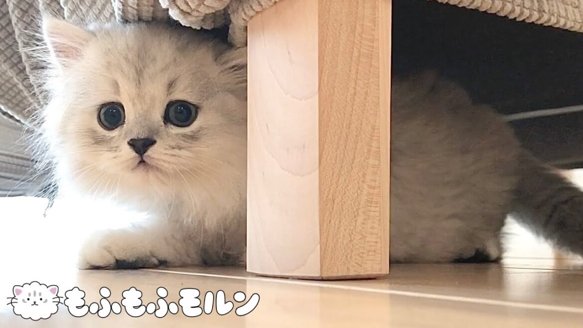 お迎え初日！もふもふの子猫が家族になりました【サイベリアン】