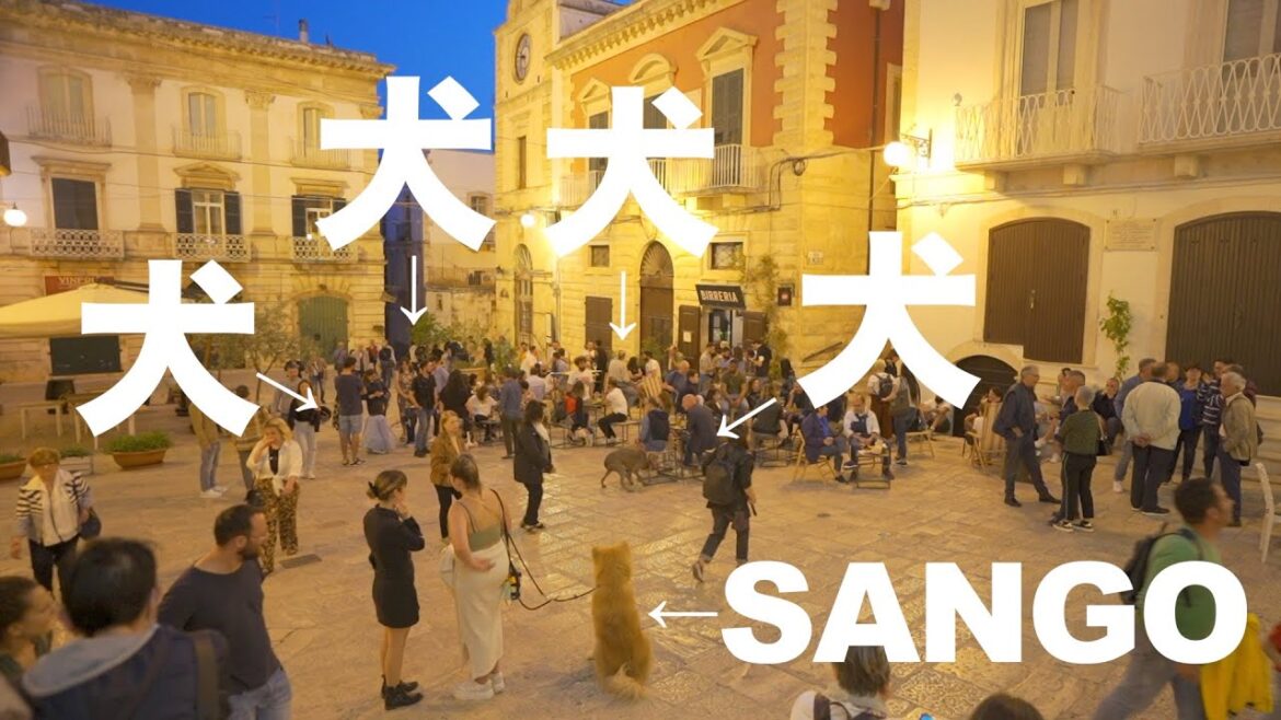 How many dogs are in a small square in Italy! Akita Inu "SANGO"