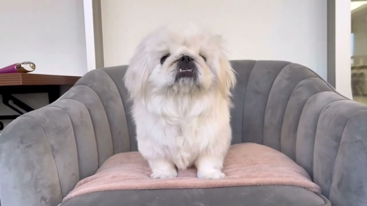 里親様募集中!ペキニーズのあけみちゃん🐶 里親様募集中!ペキニーズのあけみちゃん🐶