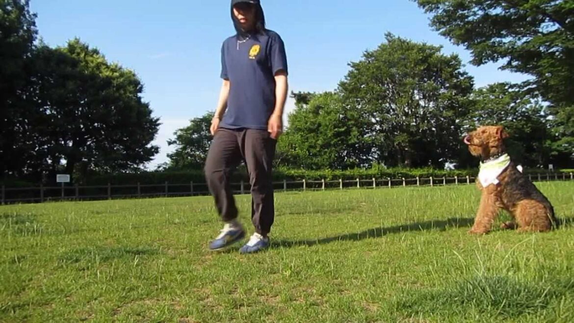 エアデールテリア 犬だけど馬跳び_ウォッカ_Leapfrog