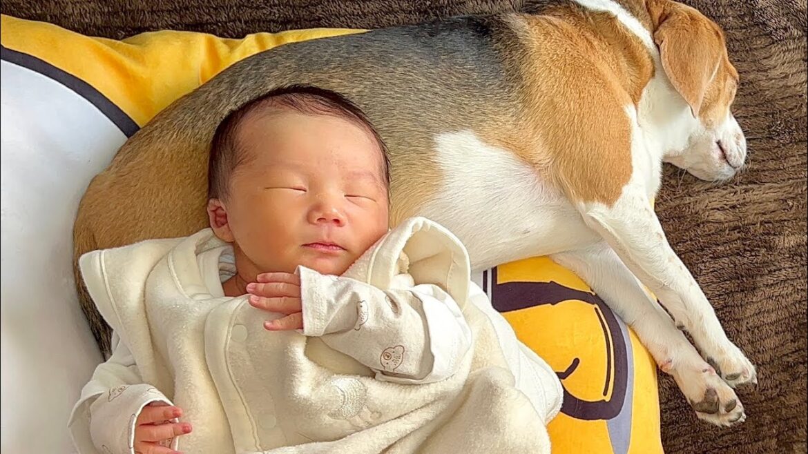 【犬の子育て】優しいビーグルと赤ちゃんの絶妙な関係