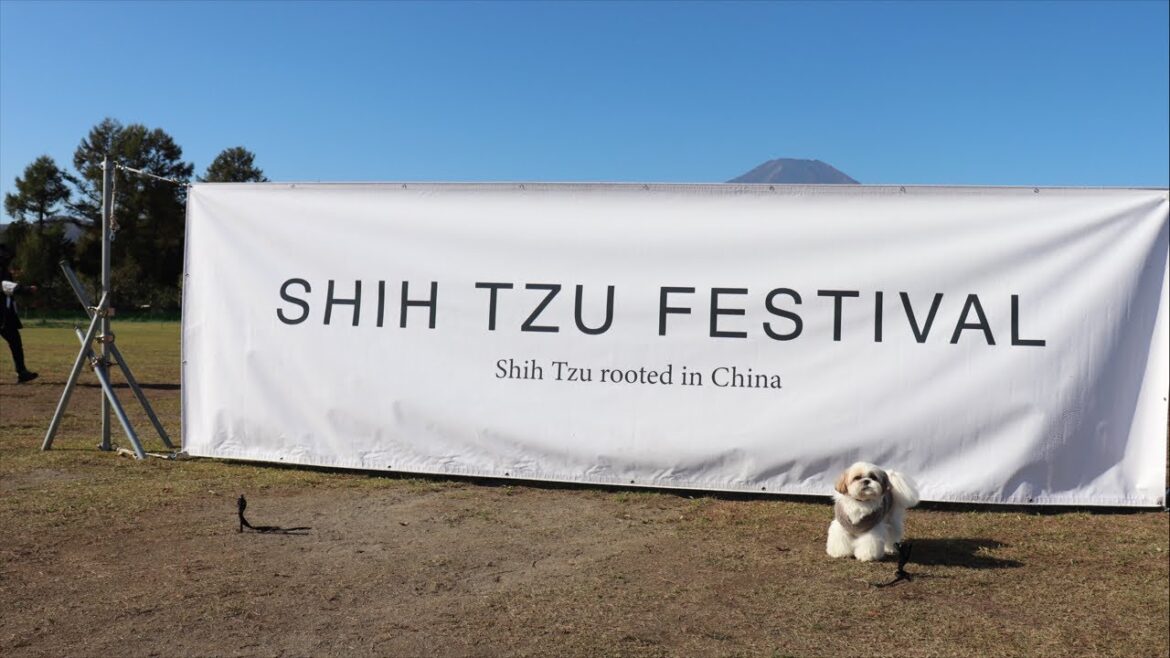 【生配信#40】シーズーフェスティバルを最速で振り返ってみよう！