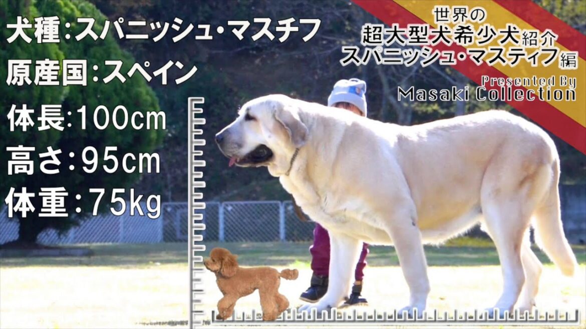 スパニッシュマスチフ 世界の超大型犬希少犬紹介