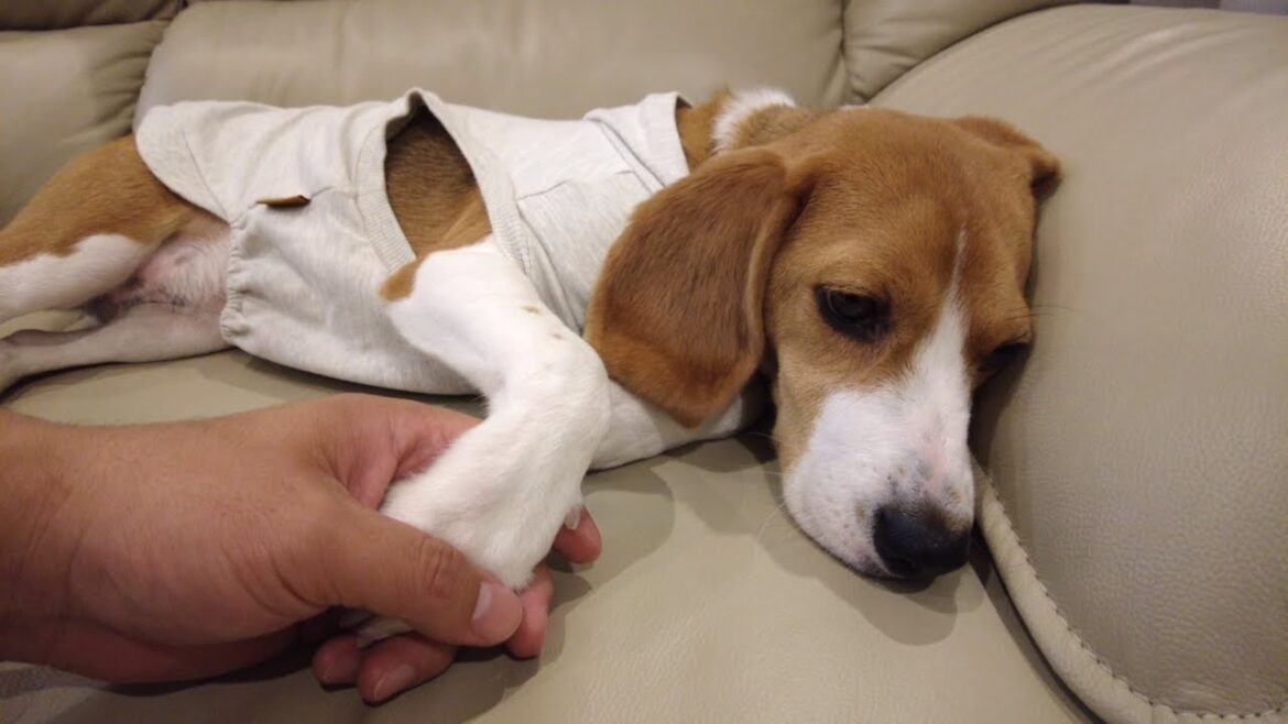 冷蔵庫を開けると飛んでくる姿が可愛いビーグル犬