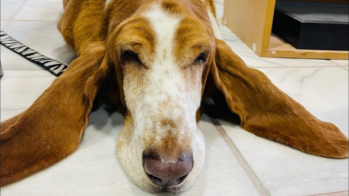 バセットハウンドれもん陶芸をしに行った編。bassethound dog