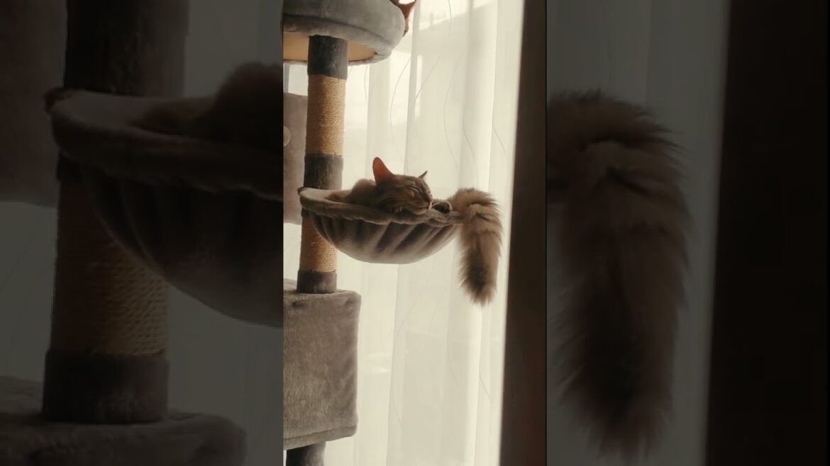キャットタワーでお昼寝するソマリのピートをのぞいてみる動画#shorts　#cat　#子猫　#ベンガル　#ソマリ　#猫のいる暮らし