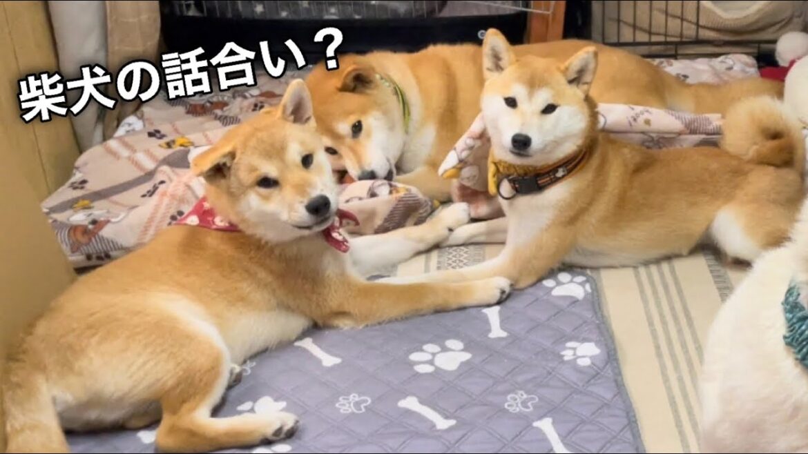 寒くなると柴犬家族の集合所は可愛いが渋滞してます！