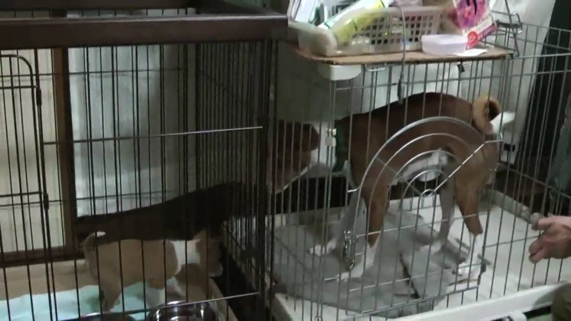 バセンジーのパピー　Basenji Puppies