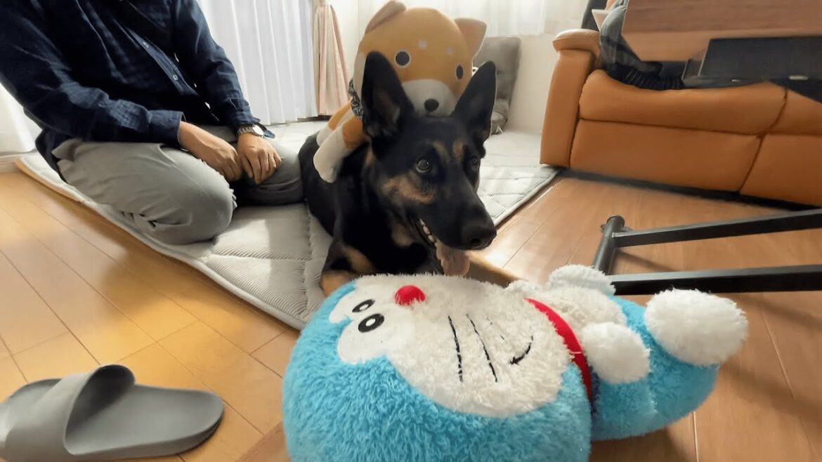 愛犬の大好きなぬいぐるみが入院！久しぶりに再会したらエグいことにｗ【ジャーマンシェパード】