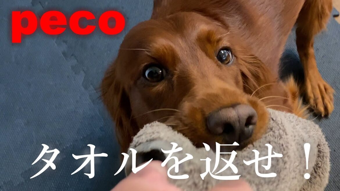 タオルを返せ！（peco　Get a Towel）　アイリッシュセター（アイリッシュセッター） Irish Setor（Irish Setter）