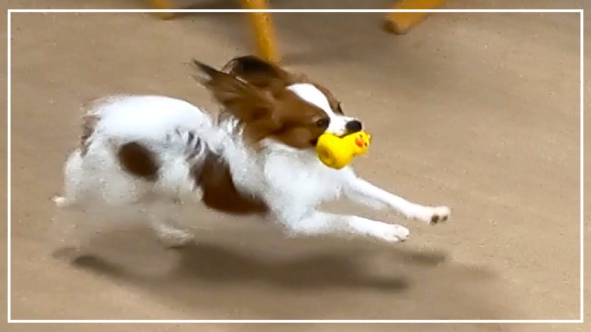 散歩後も室内をひたすら走り回る子犬！パピヨンを侮ってはいけなかった。#papillon #パピヨン
